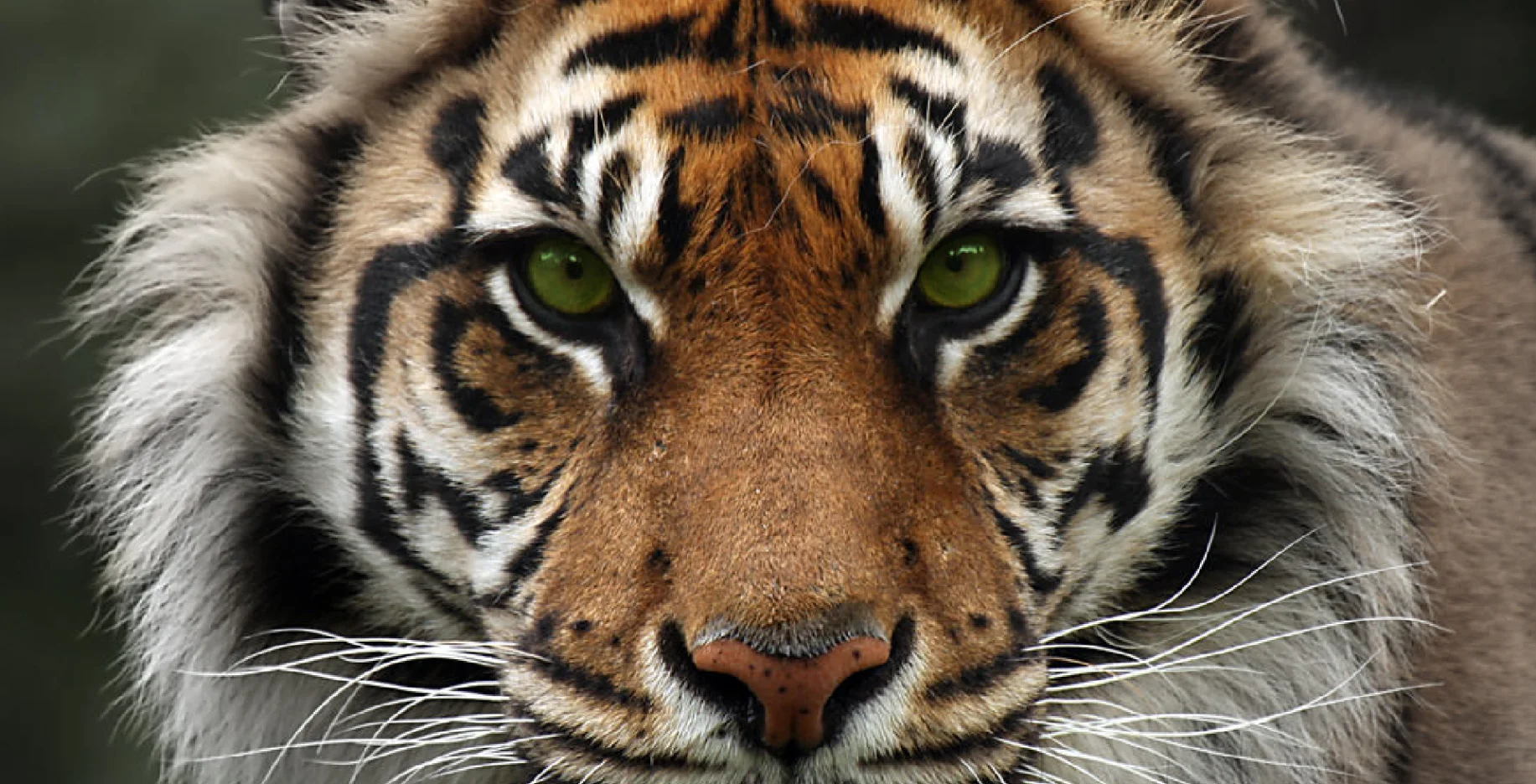 Tiger perched on a railing overlooking a city river with skyscrapers reflected in the water.